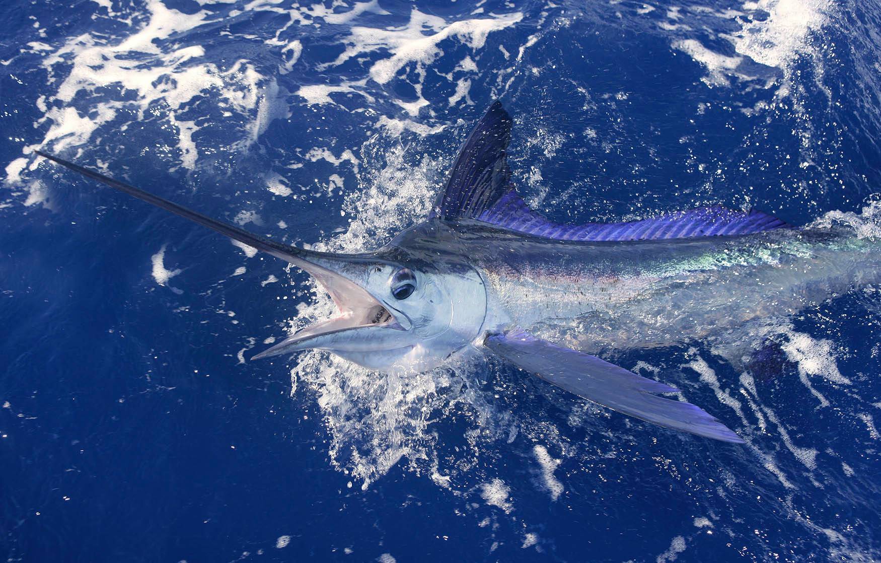 Swordfish Killing Fish at Tara Ashcroft blog