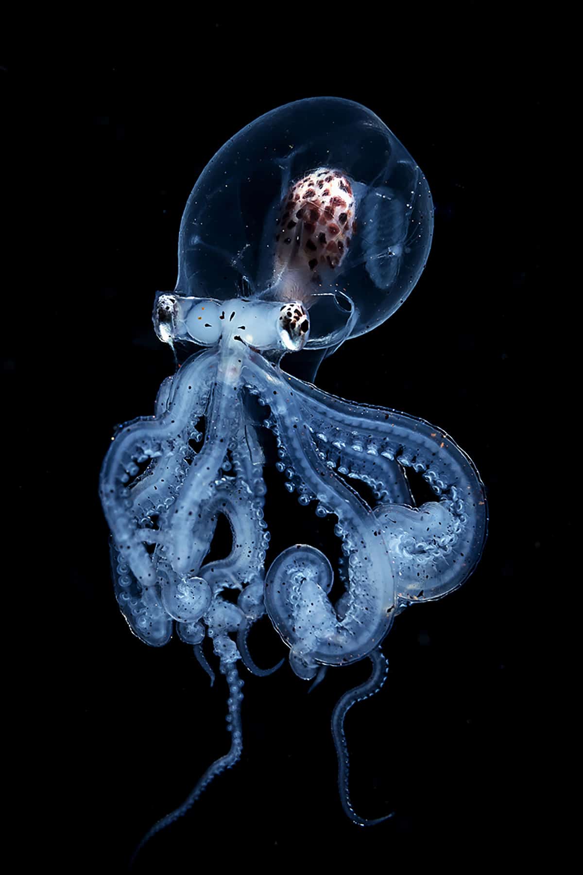 Transparent Octopus Caught by Blackwater Photographer [Interview]