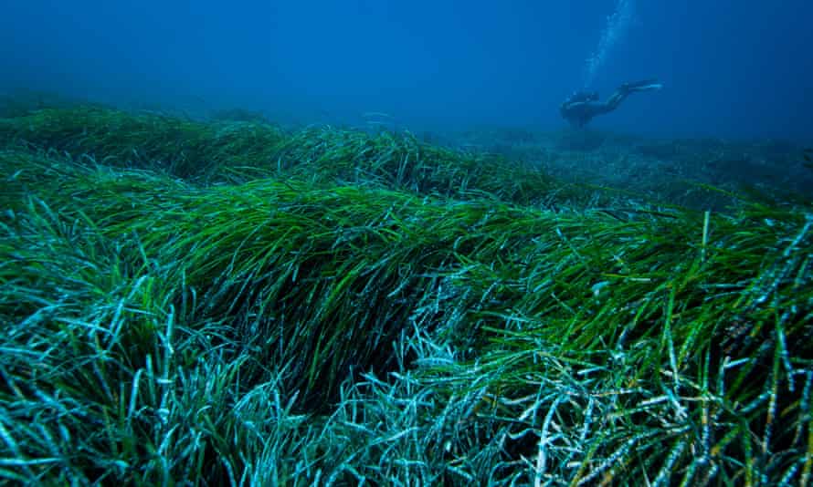 Posidonia: the Mediterranean's 'super plant' - BBC Travel